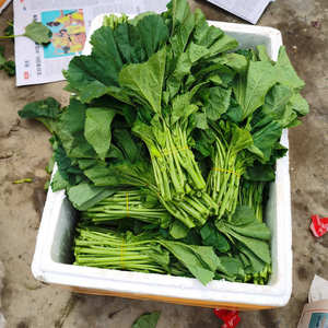 四川冬寒菜3斤新鲜冬苋野菜糯米冬寒马蹄高钙青绿叶农家特色蔬菜