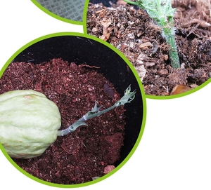 云南佛手瓜种子净重500克一个新鲜洋丝瓜种佛手瓜种籽盆栽瓜种苗