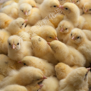 活小鸡