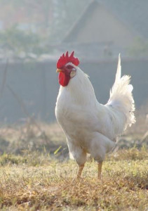 纯白大公鸡