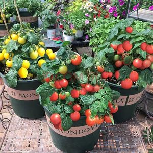 矮生小番茄秧苗盆栽西红柿子种苗水果樱桃番茄秧苗阳台可吃圣女果