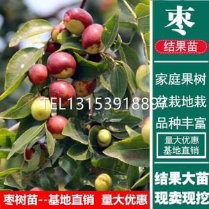 黑枣苗奶黑枣无核黑枣树苗软枣树苗君迁子树苗 野柿子树苗