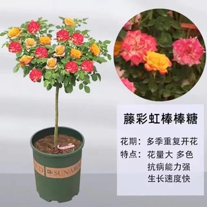 滕彩虹棒棒糖月季花树 好养易活多季开花 开花多色