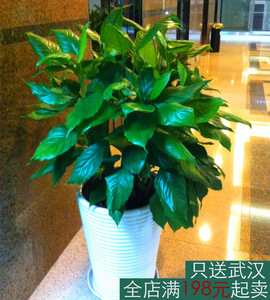 万年青盆栽植物室内四季青