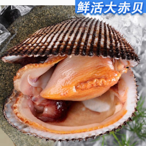 鲜活大赤贝不养水 新鲜即食刺身食材 海鲜毛蛤蜊血蛤肉鲜活生吃