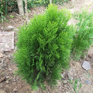 洒金柏植物小盆景香松庭院阳台绿植松树柏树四季常青花灌木树苗