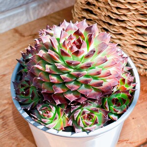 七总大人淘宝【七总】多肉,长生草野马优雅柔情单头大颗状态便宜好