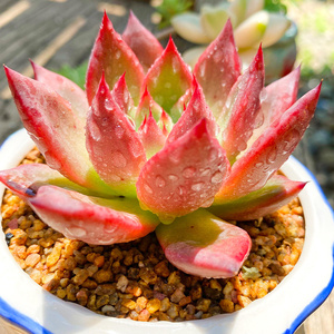 皮蛋多肉植物 贵货稀有韩国进口基因控养多肉植物优选精品