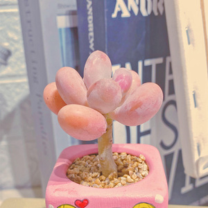 橙雪球老桩多肉植物胖嘟嘟办公室桌面室内阳台花卉绿植小盆栽好养