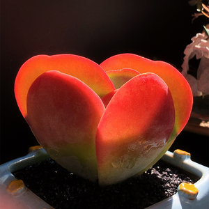 心形多肉植物唐印办公室大颗好养创意花卉绿植盆栽云南多肉组合