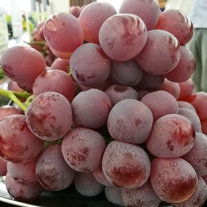 黑马奶提子葡萄新鲜手指提子子葡萄马奶 金手指5大红提巨峰新疆