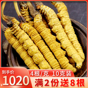 西藏那曲头期冬虫夏草正品虫草干货4根/克共10克40根虫草礼盒装