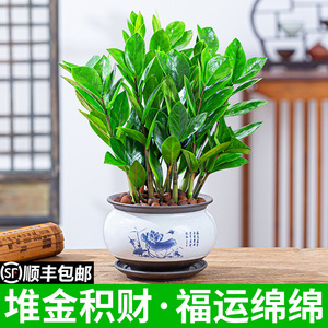 金钱树盆栽植物室内客厅招财纳福大摇钱树花卉绿植发财树四季常青