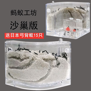 沙巢蚂蚁农场生态箱宠物蚂蚁工坊沙小型生日礼物科学实验教具玩具