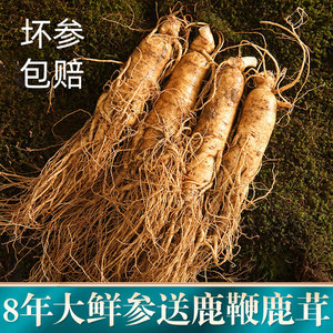 新鲜人参500g长白山带土野山参现挖林下参东北大人参泡酒即食煲汤