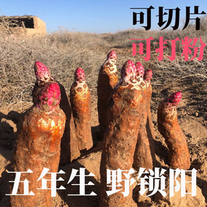 【金锁阳野生正品】金锁阳野生正品品牌,价格 - 阿里巴巴