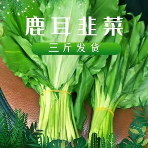 新鲜韭菜山菜野菜鹿儿韭菜汉源食用野菜629菜 山片 三片 山葱