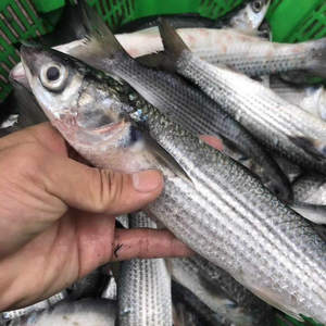 新鲜野生海鱼乌头鱼海乌鱼