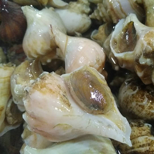 鲜活的大海螺香螺响螺新鲜野生海鲜水产