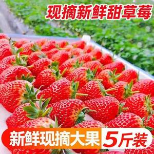 四川红颜大草莓奶油甜草莓孕妇儿童应季水果丹东99草莓新鲜现摘