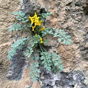 贵州草药岩黄莲50g克 中药材岩黄连崖黄连岩胡岩连菊花黄连