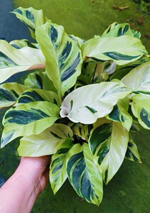 大盆饱满黄油画竹芋 白油画竹芋 顺丰包邮上新秒杀