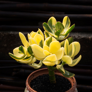 玉树黄金花月三色