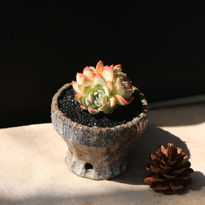 莎莎女王带缀化头多肉植物肉肉老桩多头多肉室内阳台盆栽好养易活