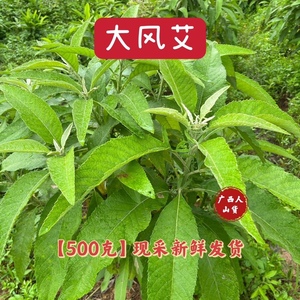 野生新鲜大风艾500克 包邮纳香牛耳艾叶紫珠赶风紫红大曰中草药材