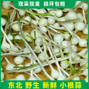 东北野菜根