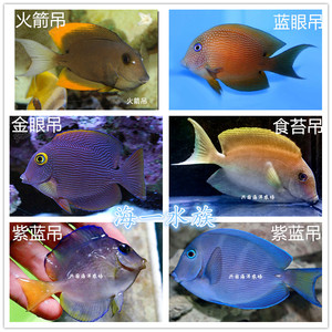 吊类4 火箭吊蓝眼吊夏威夷金眼吊食苔吊紫蓝吊除藻海水鱼观赏鱼