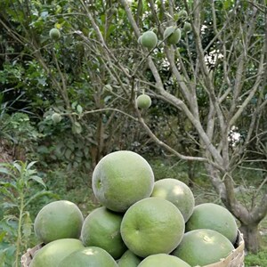 新鲜橘红生果正宗茂名化州橘红广东酸柚咳咳泡水喝水果茶