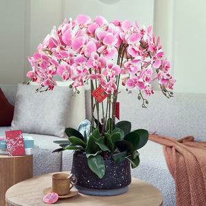 蝴蝶兰仿真花假花摆设客厅花束摆件装饰花高档摆花绿植盆栽室内
