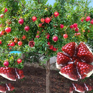 石榴树树苗南方种植特大果树果苗四季种植北方地栽突尼斯当年结果