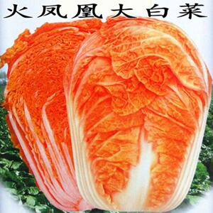 火凤凰大白菜种子鸡蛋黄菜蔬菜种子橘红心大白菜金黄色大白菜种子