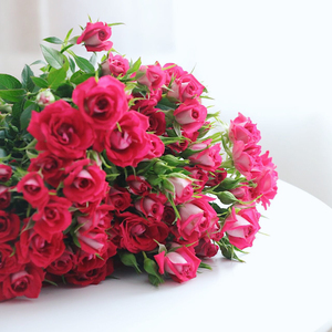 波赛妮娜 桃红泡泡多头玫瑰蔷薇 可作干花 顺丰空运包邮 水养鲜花