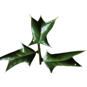 新鲜枸骨叶 现采 狗骨叶有刺 枸骨根 八角刺 鸟不宿 中草药500克