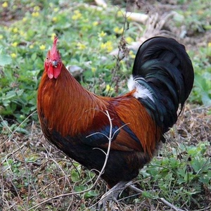 正宗土鸡贵州本地土鸡农家整草鸡散养大公鸡肉跑山鸡农村现杀新鲜