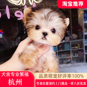 约克夏幼犬纯种活体茶杯犬金头银背约克夏白色狗狗小型犬宠物狗