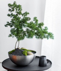 蓬莱松盆栽室内生肖猴