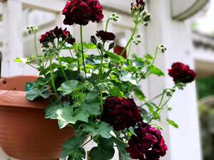 【蔓花园】汤米黑玫瑰 垂吊天竺葵12cm盆栽开花苗 稀有花色 勤花