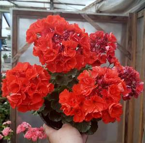 【蔓花园】直立天竺葵 安斯代尔公爵 正红色丰花进口   四季开