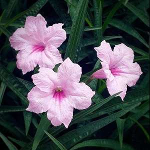 【蔓花园】粉色狭叶矮生翠芦莉 14cm盆开花成苗 多年生常绿花量大