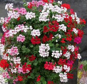 【蔓花园】垂吊天竺葵龙卷风系列多颜色14cm成苗花园楼顶阳台植物