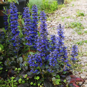 【蔓花园】紫叶筋骨草 14cm成苗 多年生观花观叶 耐寒热 盆栽地被