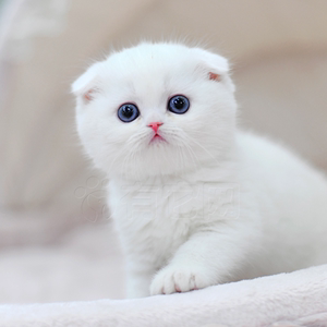 猫咪活物纯白英短猫咪银渐层银点白猫猫咪英国短毛猫幼崽幼猫出售