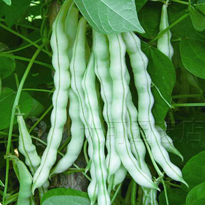 高产九粒白种子老来少芸豆种籽豆角蔬菜种孑四季菜豆籽春季秋农家