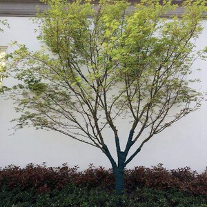 地栽青枫树日本枫叶树鸡爪槭树苗庭院别墅公园观赏景观彩叶植物树