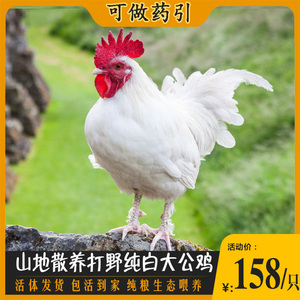 农家散养纯白大公鸡活的三白鸡无杂毛药引活鸡包活到家土鸡活苗