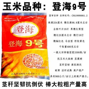 登海605玉米种